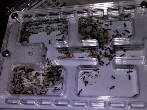 Customer photo review of AntKit Acrylic Nest Series 4 (Size 4)