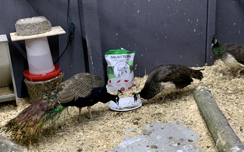 Customer photo review of GrubTerra Dried Larvae