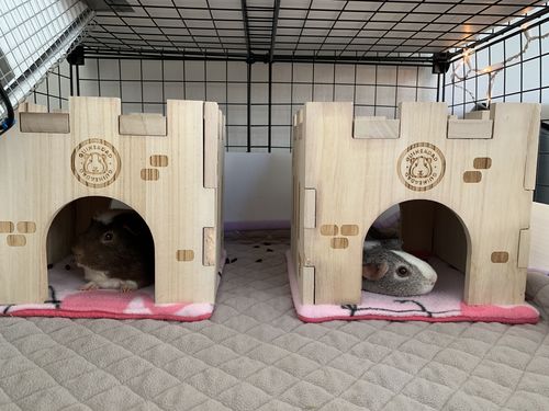 Customer photo review of GuineaDad Queen's Castle