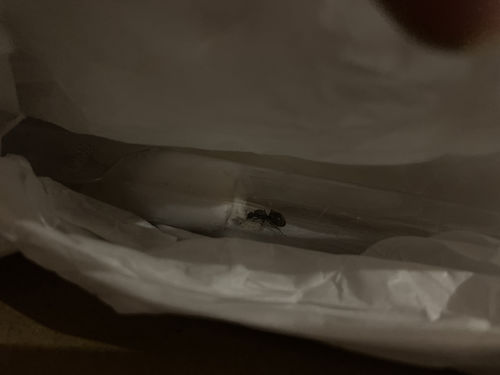 Customer photo review of FREE Black Garden Ant Mated Queen