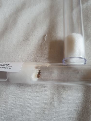 Customer photo review of Lasius flavus colony