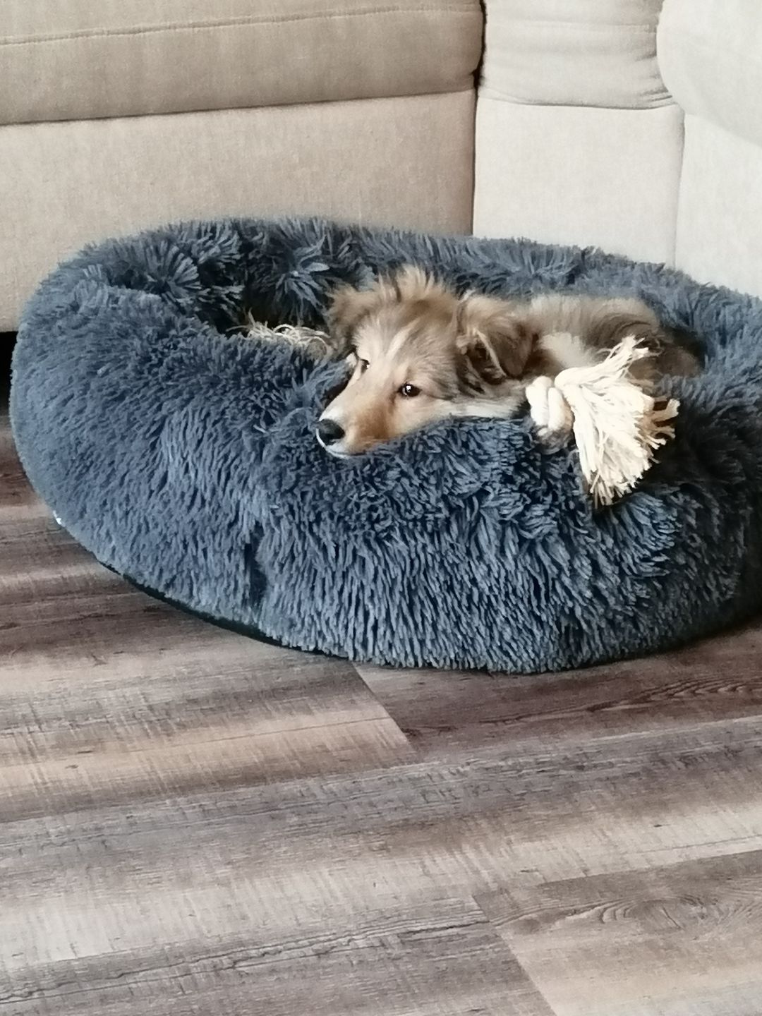 Customer photo review of Hunde Trinkflasche inkl. Futterbehälter