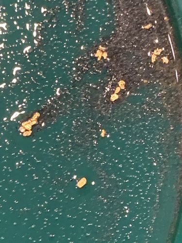 Customer photo review of '150 GRAM GOLD HUNT' - ELITE Gold Paydirt Panning Concentrates