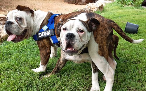 Customer photo review of DF Co. Classic Blue Dog Harness