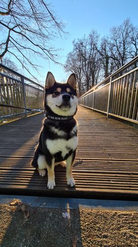 Customer photo review of Personalisierbares Hundehalsband