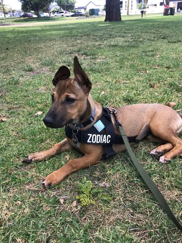 Customer photo review of Custom Name Patch For Dog Harness