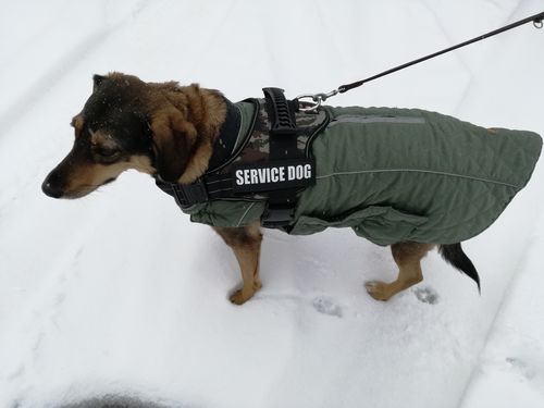 Customer photo review of Pfotenlove - Anti-Zug Personalisiertes Hundegeschirr – Premium Edition