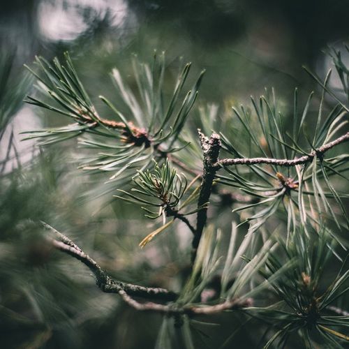 Customer photo review of GREEN MOODY PRESETS