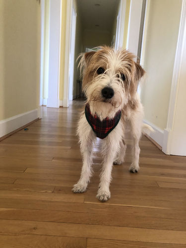 Customer photo review of Christmas plaid dog harness vest