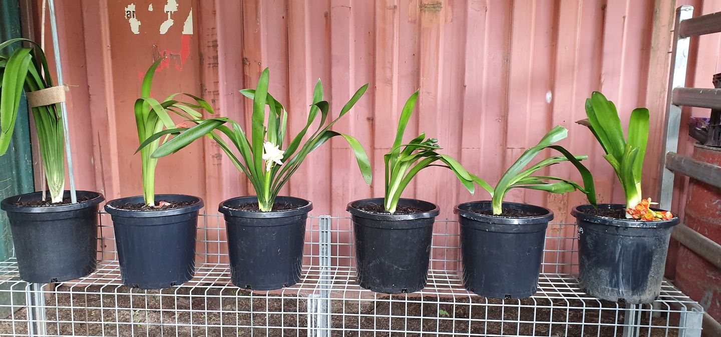 Customer photo review of Clivias