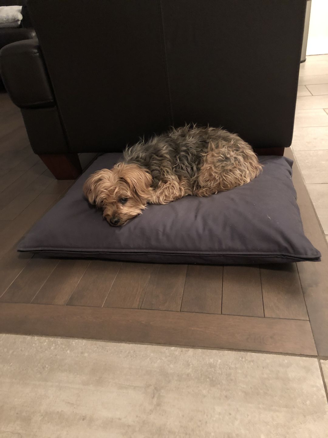 Customer photo review of NaturoPet Natural Pet Bed, Luxury Natural Wool & Organic Cotton - Indoor