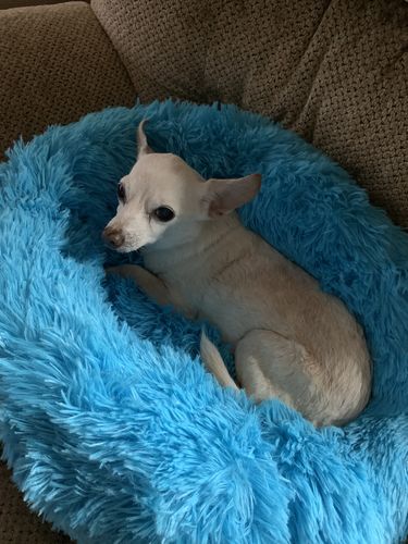 Customer photo review of Comfy Pet Bed Calming High Stretch Soft Faux Fur for Dogs Cats