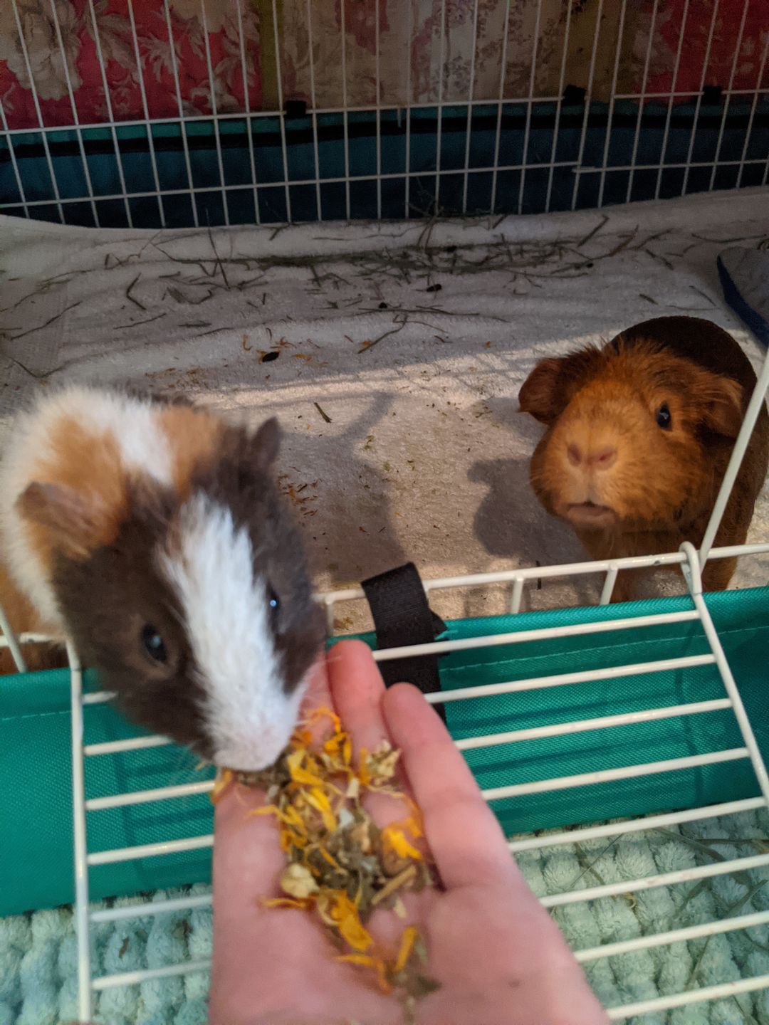 Customer photo review of GuineaDad Nourish Series - Herbal Supplement