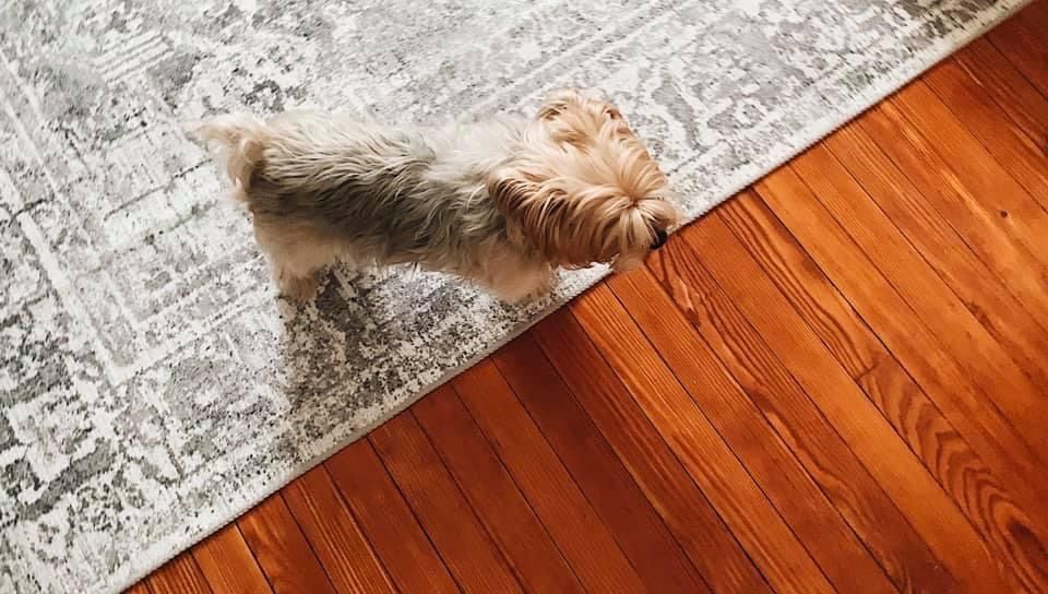 Customer photo review of Distressed Vintage Chilaz Grey Rug