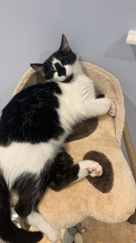 Customer photo review of Sustainable Litter