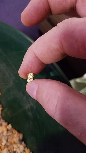Customer photo review of 2 Lb. Rich Gold Paydirt Unsearched Concentrate
