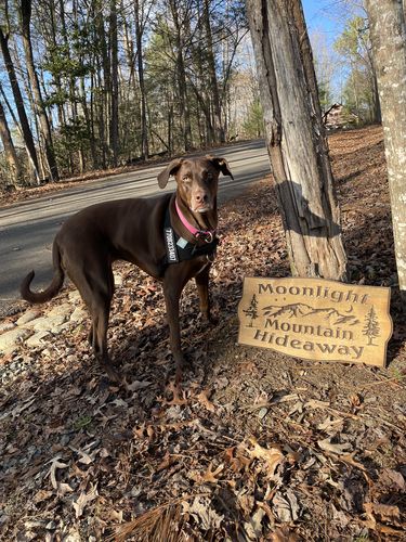 Customer photo review of Custom Name Patch For Dog Harness
