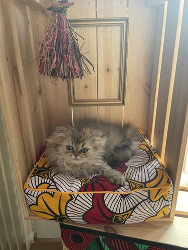 Avis photo d'un client sur Pâtée Chaton Sans Céréales - Boeuf