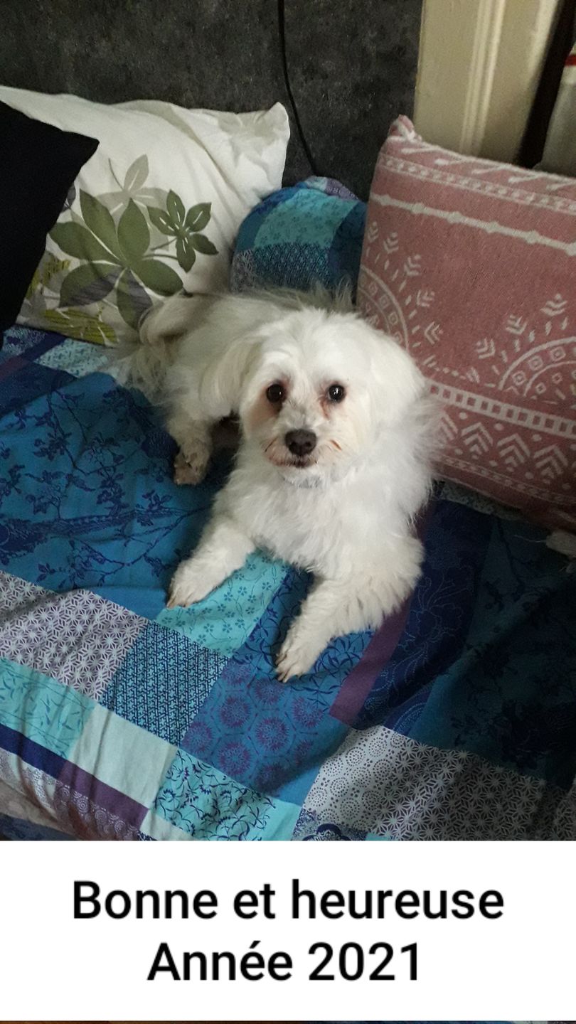Customer photo review of Peigne de Toilettage Professionnel PuppySafe™