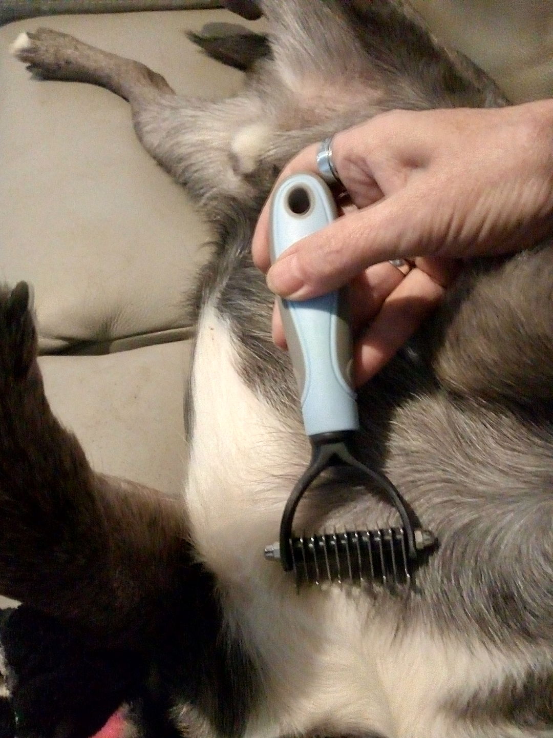 Customer photo review of Peigne de Toilettage Professionnel PuppySafe™