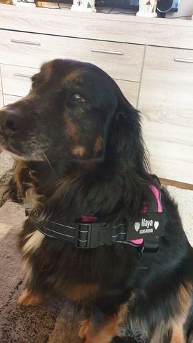 Customer photo review of Pfotenlove - Anti-Zug Personalisiertes Hundegeschirr – Premium Edition