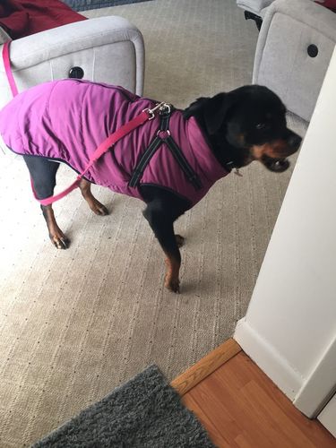 Customer photo review of Dog Winter Waterproof Jacket With Harness【BUY 2 FREE SHIPPING】