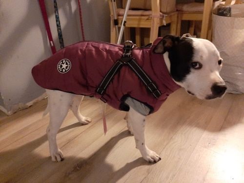 Customer photo review of Dog Winter Waterproof Jacket With Harness【BUY 2 FREE SHIPPING】