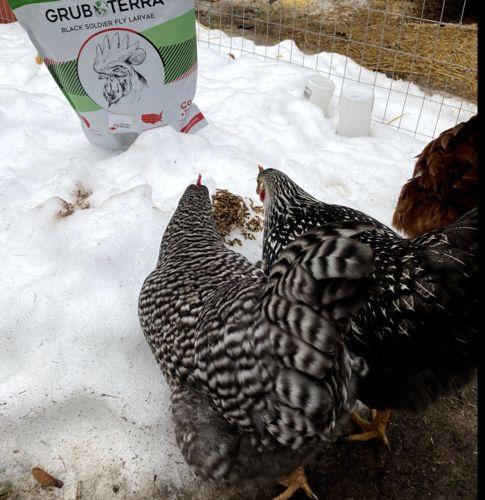 Customer photo review of GrubTerra Dried Larvae