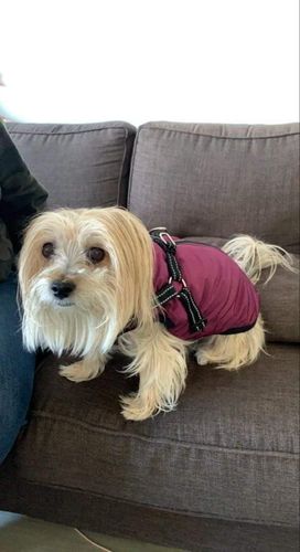 Customer photo review of Dog Winter Waterproof Jacket With Harness【BUY 2 FREE SHIPPING】