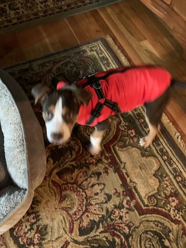 Customer photo review of Dog Winter Waterproof Jacket With Harness【BUY 2 FREE SHIPPING】
