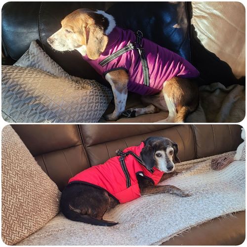 Customer photo review of Dog Winter Waterproof Jacket With Harness【BUY 2 FREE SHIPPING】