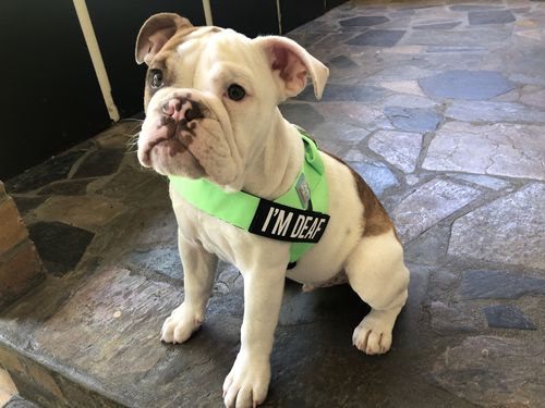 Customer photo review of Custom Name Patch For Dog Harness