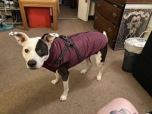 Customer photo review of Dog Winter Waterproof Jacket With Harness【BUY 2 FREE SHIPPING】