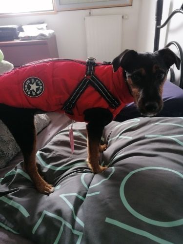 Customer photo review of Dog Winter Waterproof Jacket With Harness【BUY 2 FREE SHIPPING】