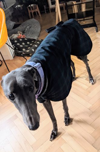 Greyhound indoor coat Clearance