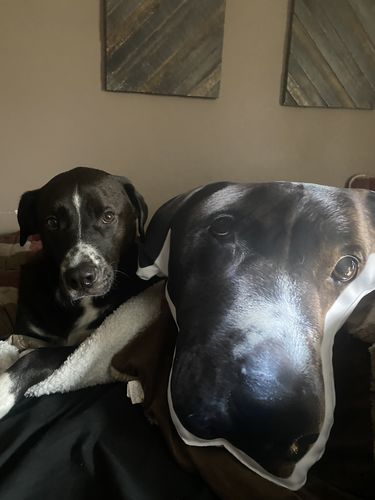 Customer photo review of Create A Custom Object Pillow