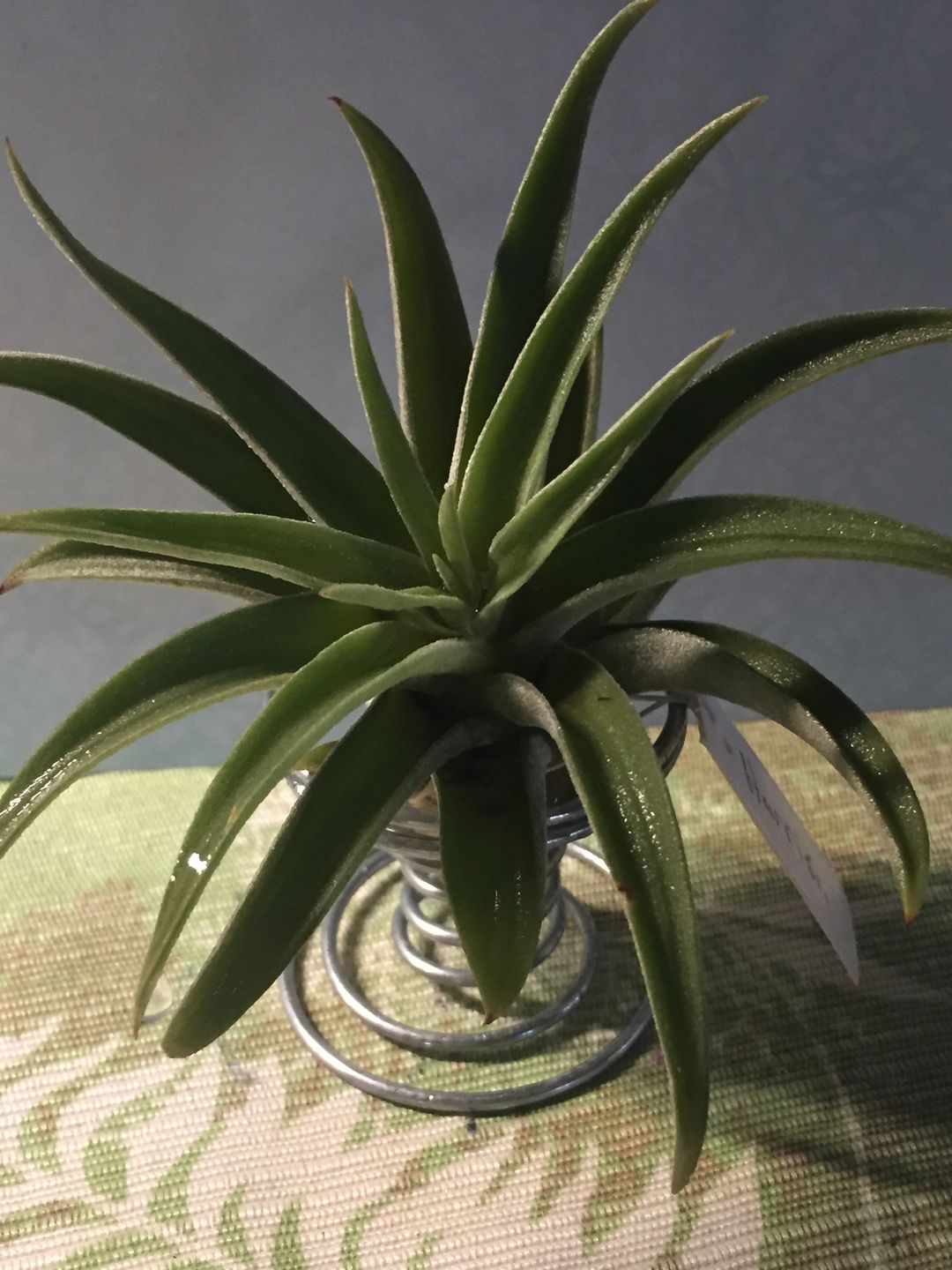 Customer photo review of Harrisii  (Easy Care Plant)  *Cannot Be Shipped Internationally*