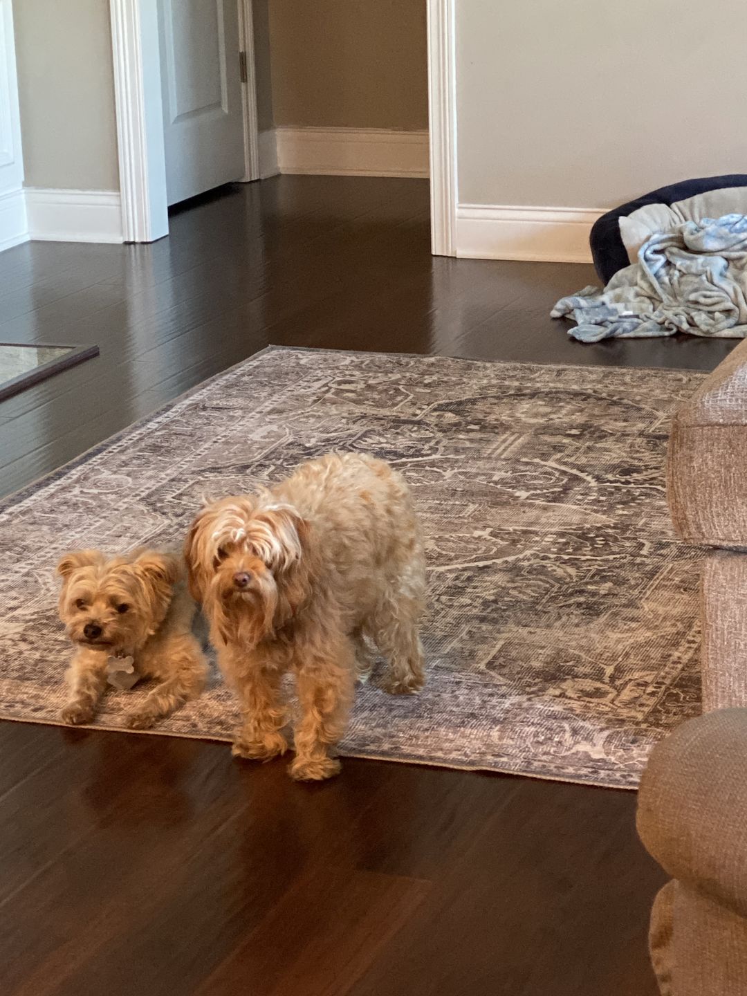 Customer photo review of Distressed Vintage Cezanne Rabbit Gray Inca Gold Area Rug