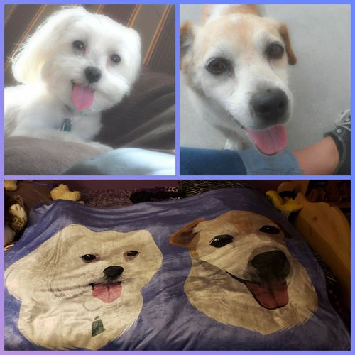 Customer photo review of Custom Pet Print Fleece Blanket