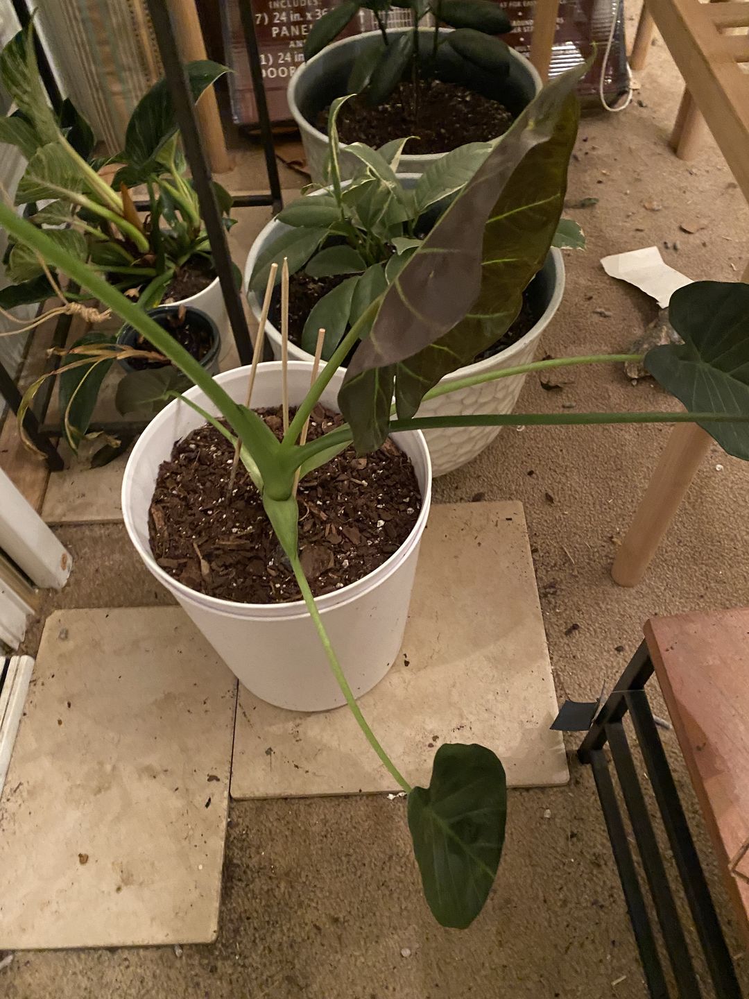 Customer photo review of 4" Alocasia Regal Shield