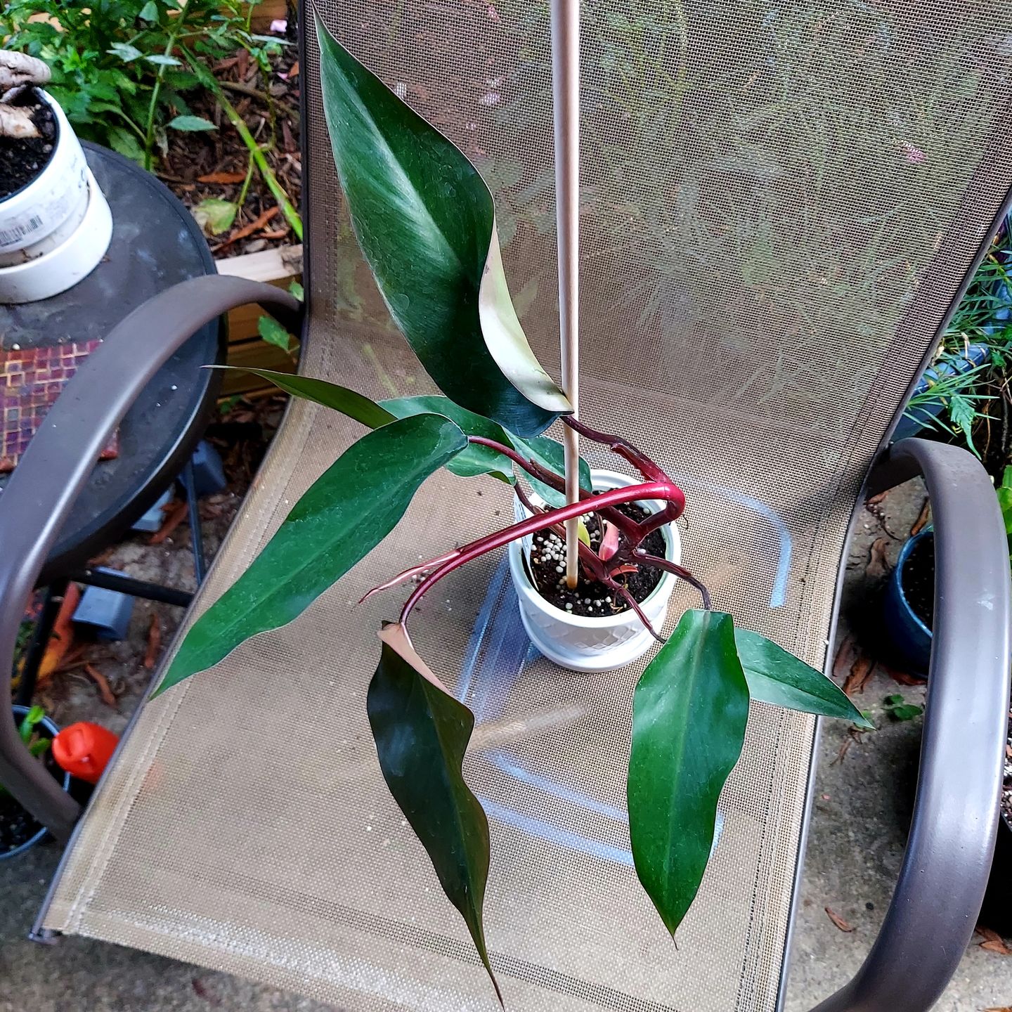 Customer photo review of 4" Philodendron 'Bloody Mary'