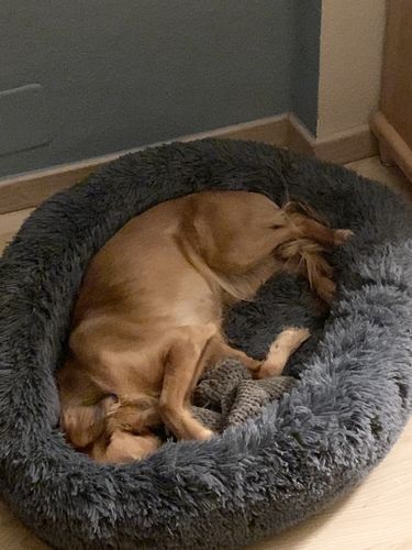 Customer photo review of Puppery Kuschelbett - Das Original