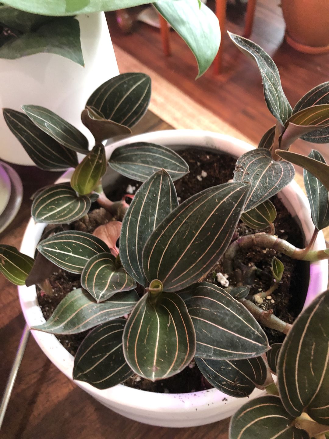 Customer photo review of 3" Orchid Ludisia discolor