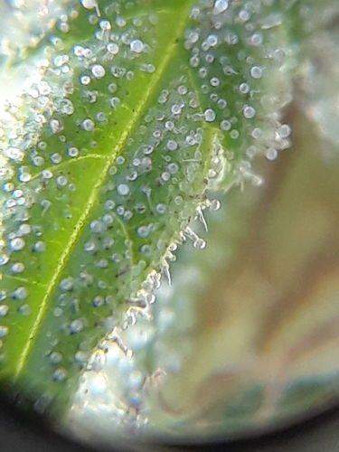 Customer photo review of Alfred Phone Microscope 60x W / USB Charger