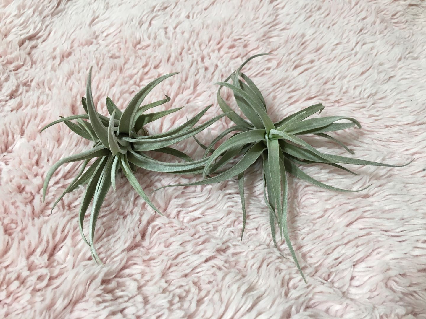 Customer photo review of B Quality Harrisii 3 Pack  ($1.50 Per Plant)