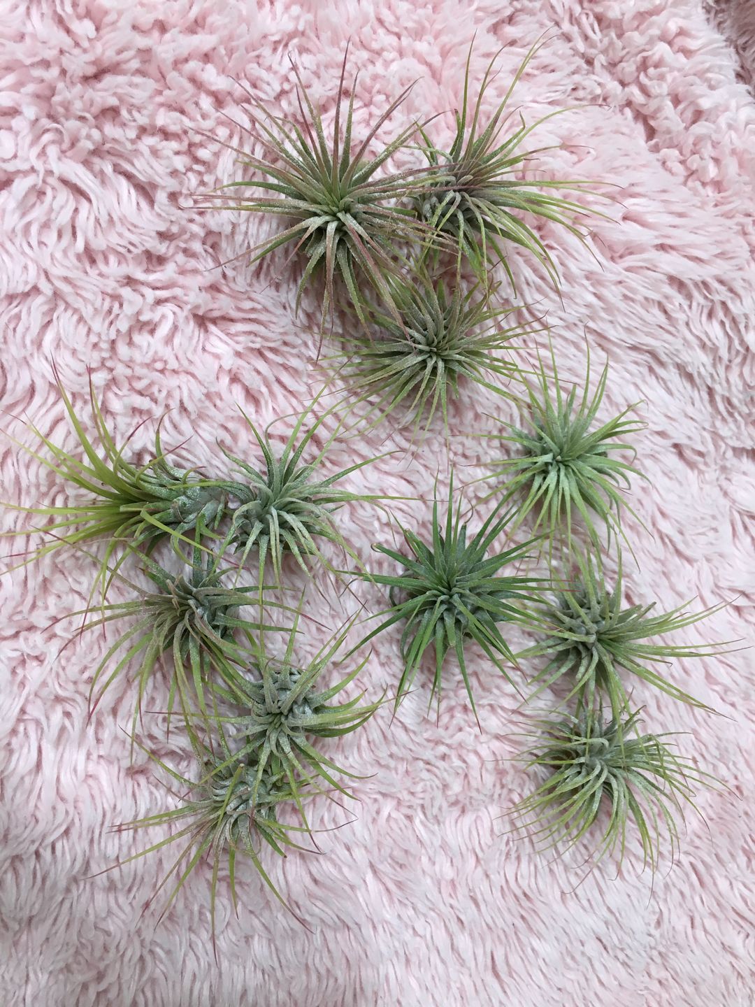 Customer photo review of B Quality Ionantha Variety 3 Pack  ($0.75 Per Plant)