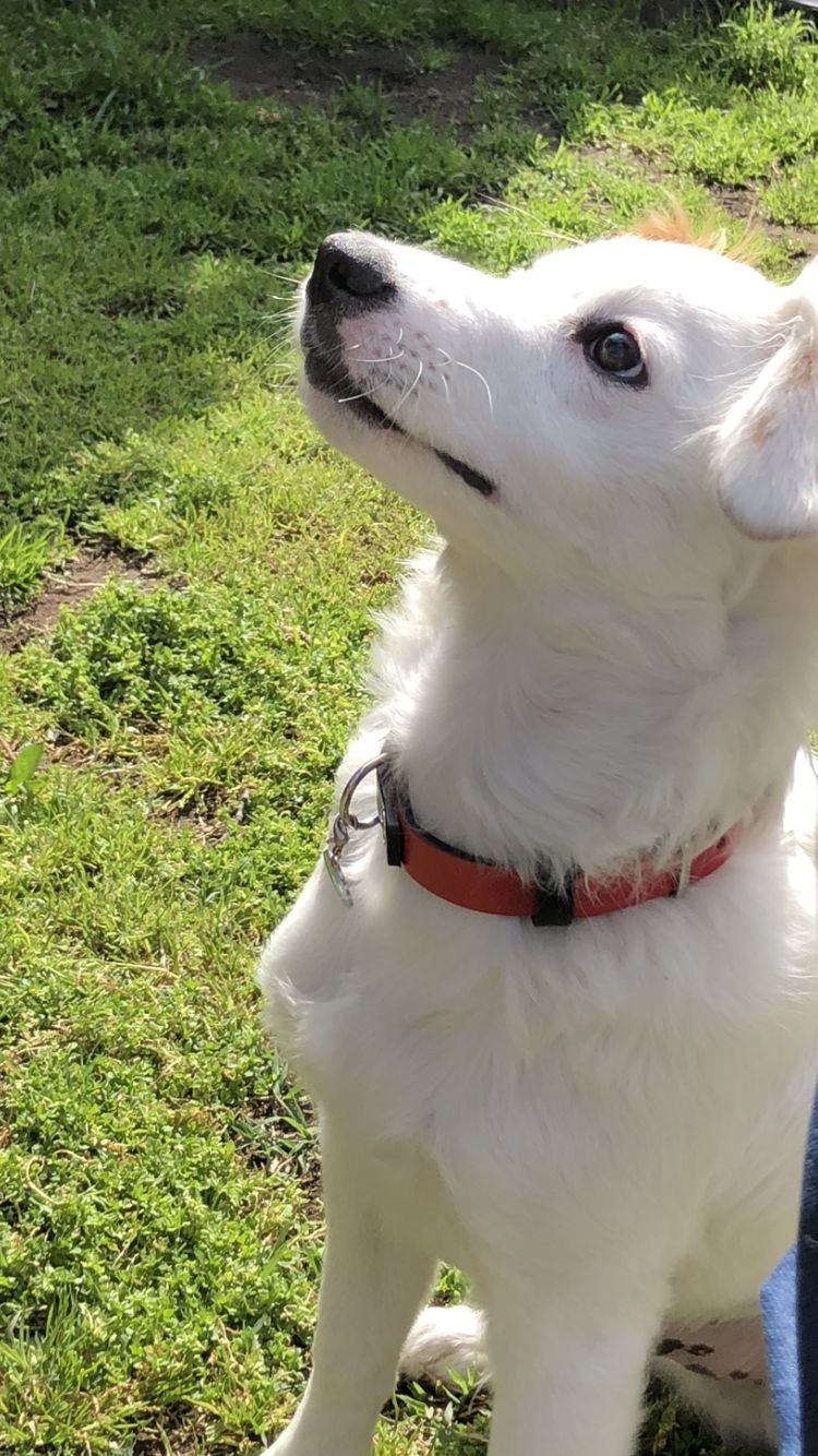Customer photo review of Collar Duke Rojo/Negro