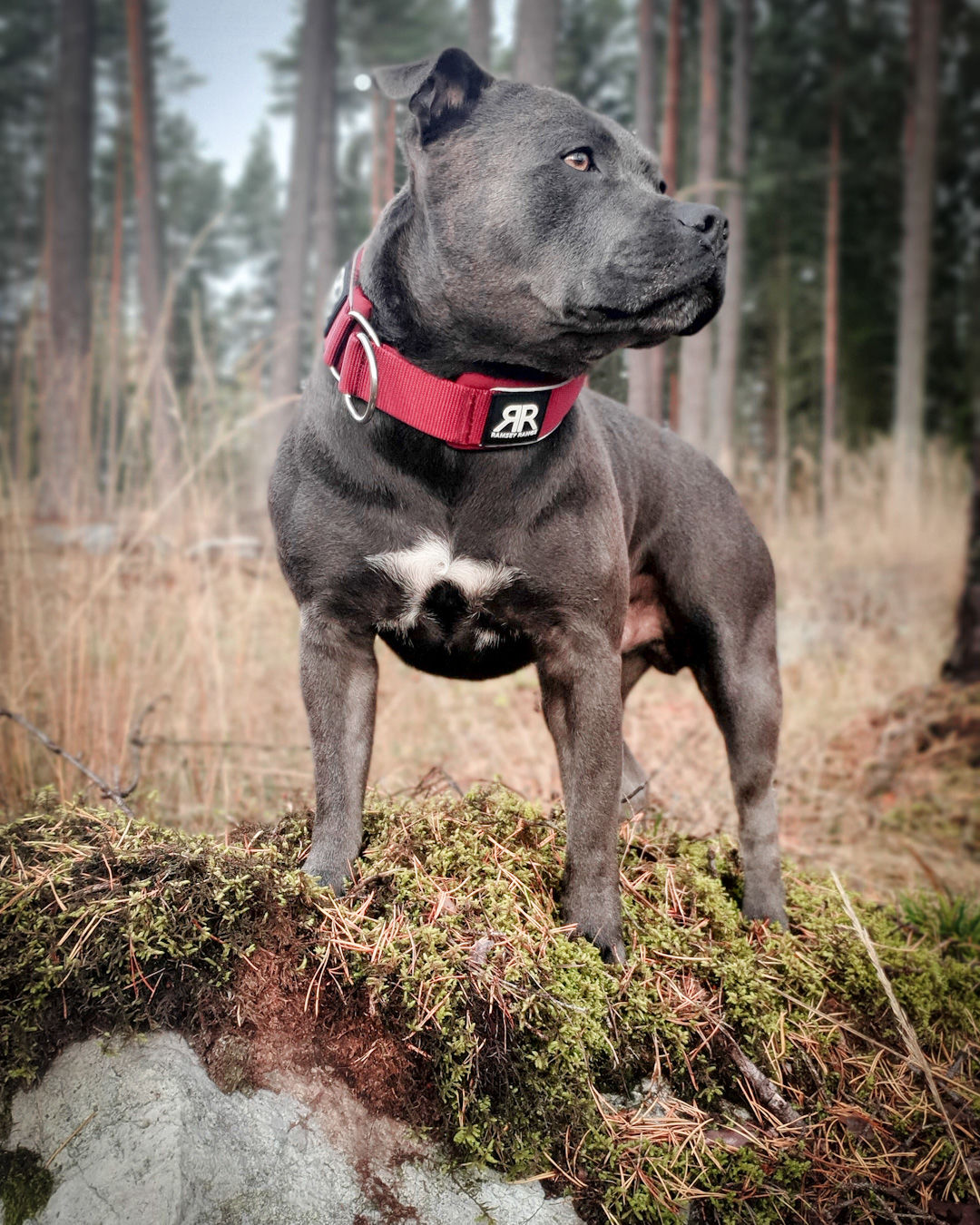 Customer photo review of 5cm RR Collar | Soft Padded & Reflective | Series 2 - Burgundy