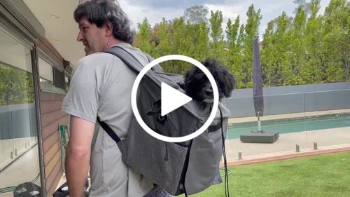 Customer video review of All In One Pet Carrier Bag | Dog Bike Basket | Backpack for Dogs & Cats | Car Booster Seat