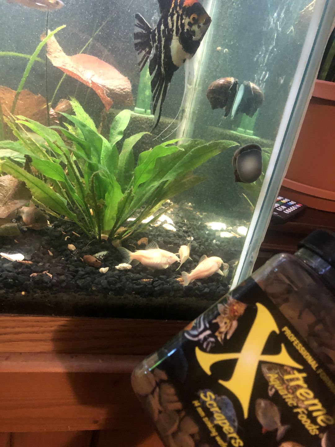 Customer photo review of Xtreme Scrapers (Algae Wafers)